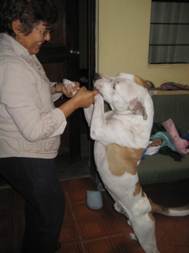 bailando colmillo con almida ( baile de perrito)